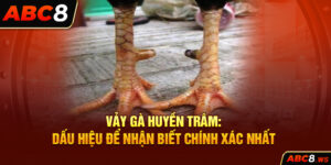 Vảy Gà Huyền Trâm: Dấu Hiệu Để Nhận Biết Chính Xác Nhất